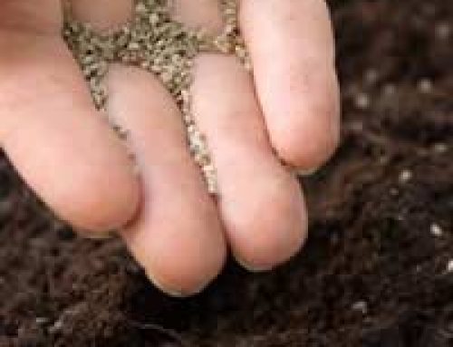 Tools to Help Sow Seeds